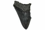 Bargain, , Fossil Megalodon Tooth - Georgia #356881-1